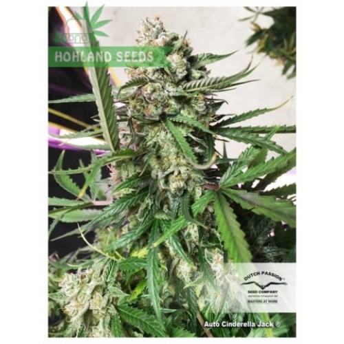 Auto Cinderella Jack Auto Cinderella Jack