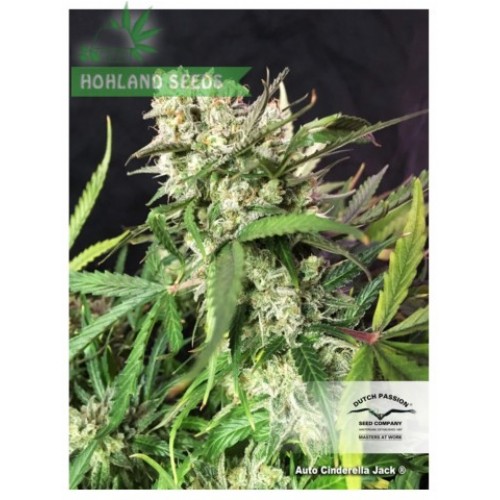 Auto Cinderella Jack Auto Cinderella Jack