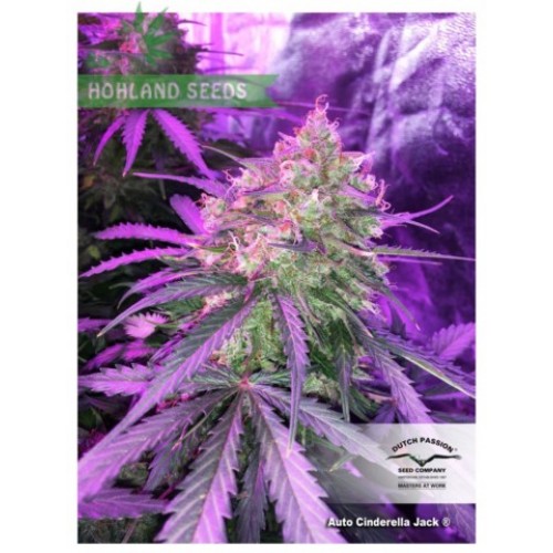 Auto Cinderella Jack Auto Cinderella Jack