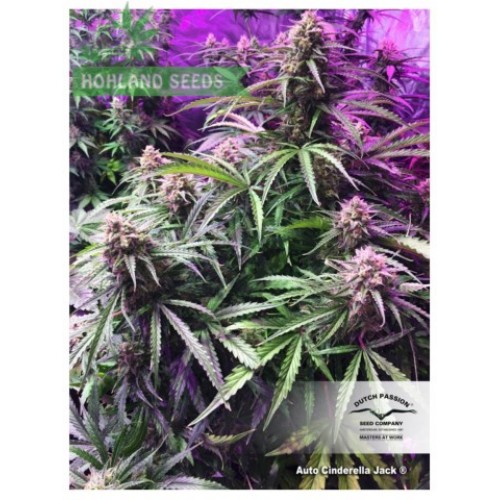 Auto Cinderella Jack Auto Cinderella Jack