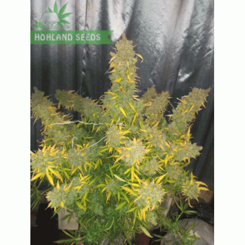 Auto Jack