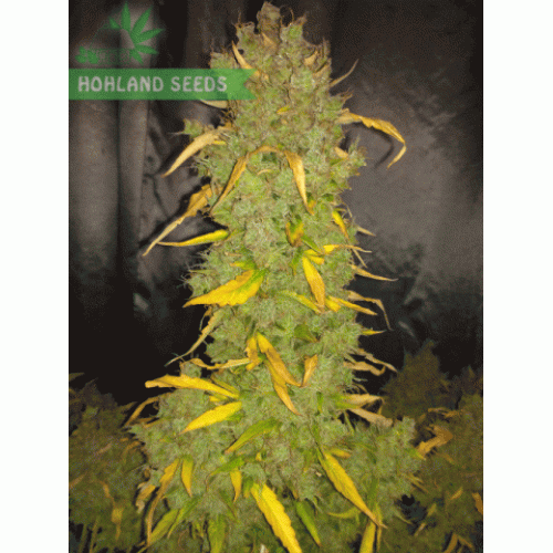 Auto Jack