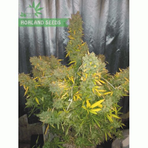 Auto Jack