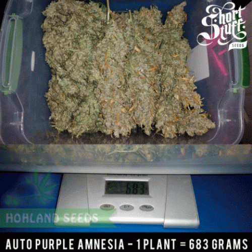 Auto Purple Amnesia