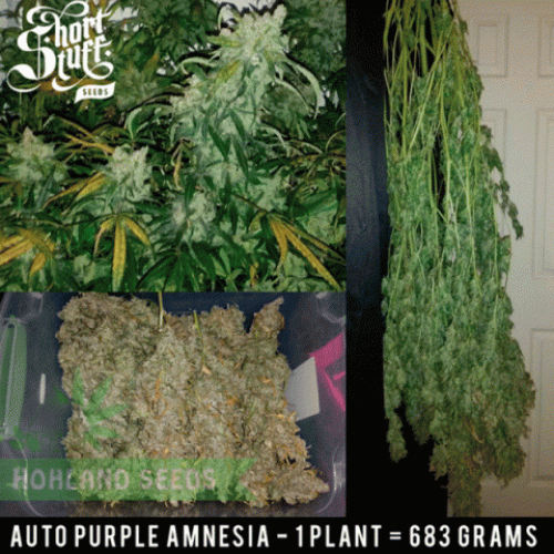 Auto Purple Amnesia