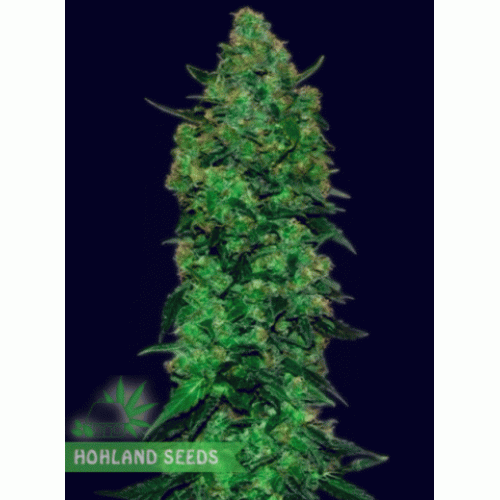 Auto Critical Mass