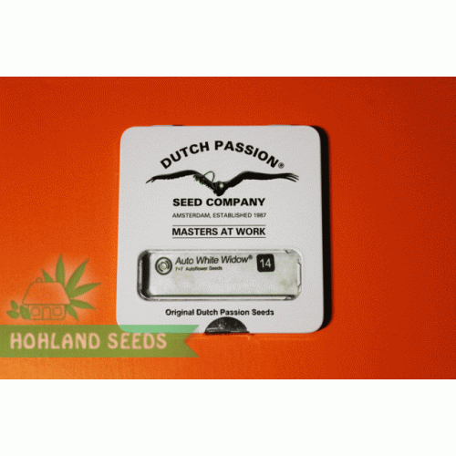 Auto White Widow