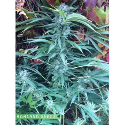 Auto Cinderella Jack Auto Cinderella Jack