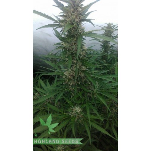 Cream Caramel Auto