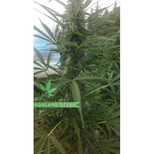 Auto Night Queen