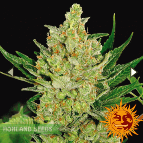 Blueberry Chees Auto