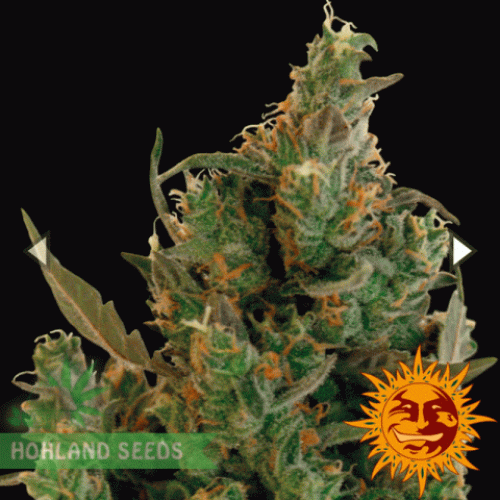 Blueberry  Cheese
