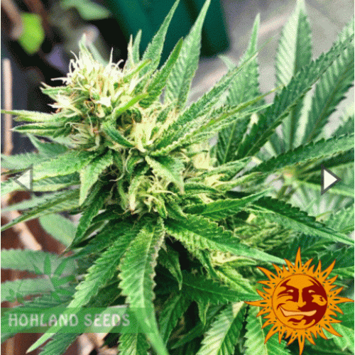 Blueberry  Cheese