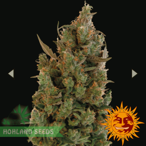 Blueberry  Cheese