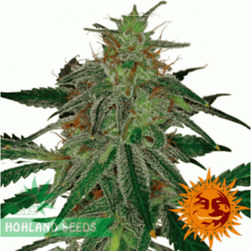 Blue Mammoth Auto Blue Mammoth Auto