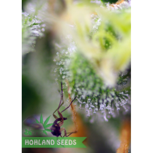 Blow Mind Auto