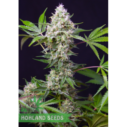 Blow Mind Auto
