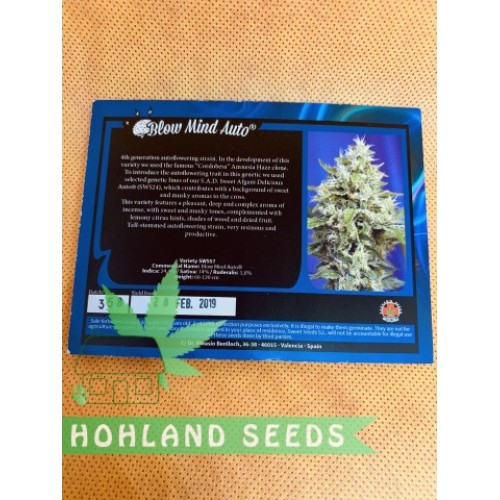 Blow Mind Auto