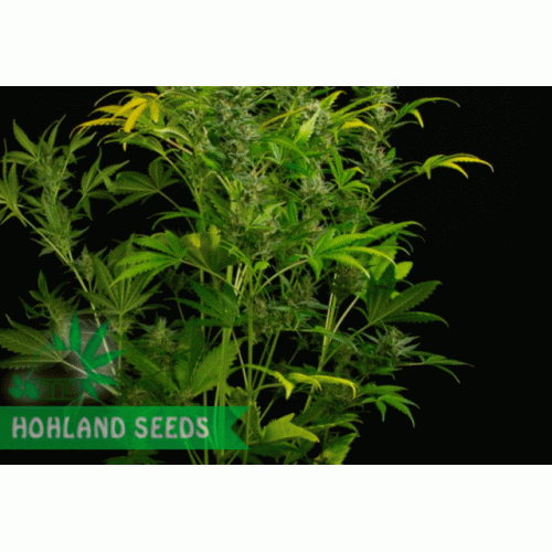 Amnesia XXL Autoflowering