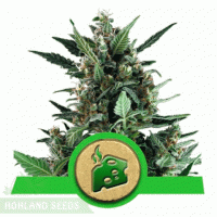 Blue Cheese Automatic