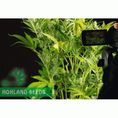 Blue Critical Autoflowering