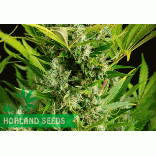 Blue Critical Autoflowering