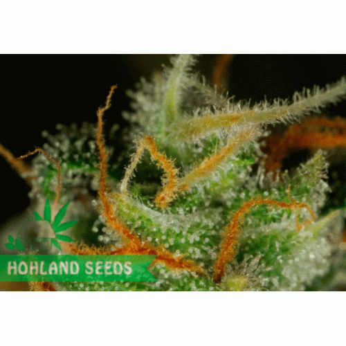 Blue Critical Autoflowering