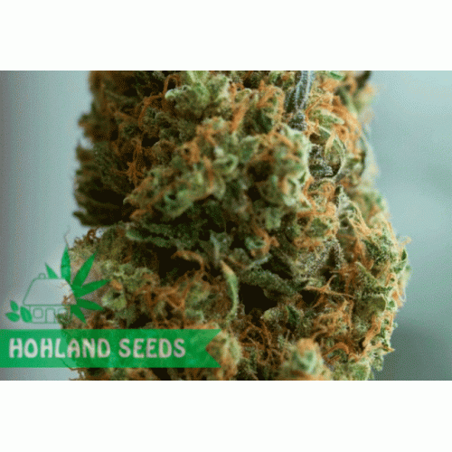 Blue Kush Autoflowering