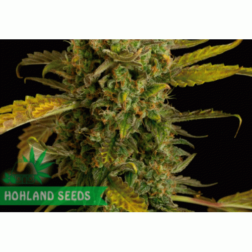 Blue Kush Autoflowering