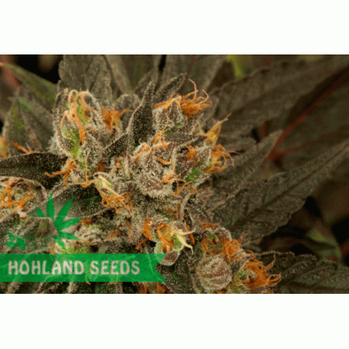 Blue Kush