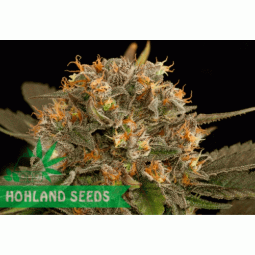 Blue Kush