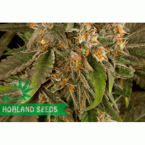 Blue Kush
