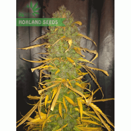 Blue Dream Auto