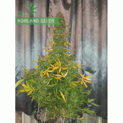 Blue Dream Auto
