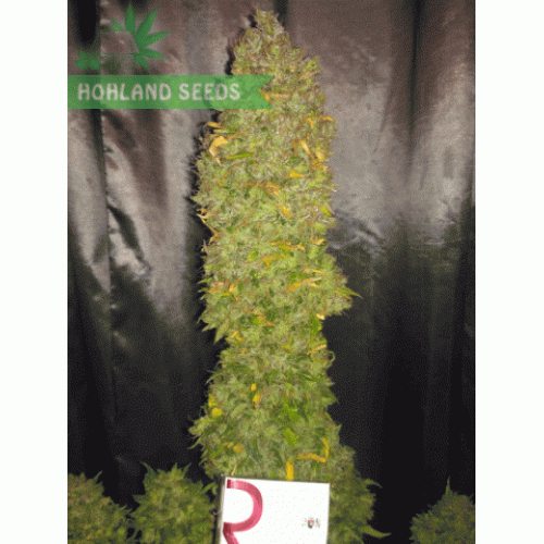 Blue Dream Auto