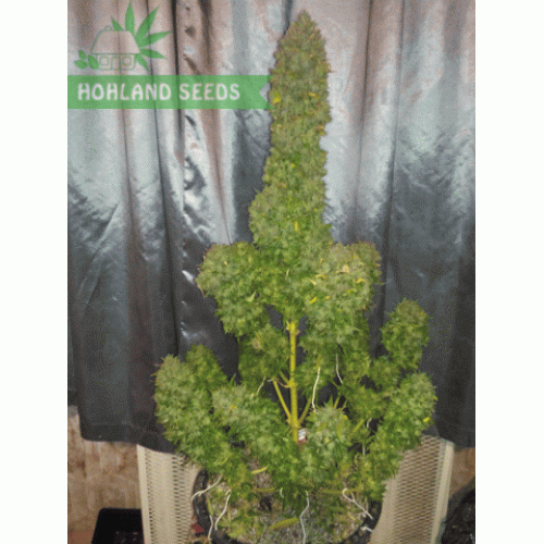 Bubba Kush Auto Bubba Kush Auto