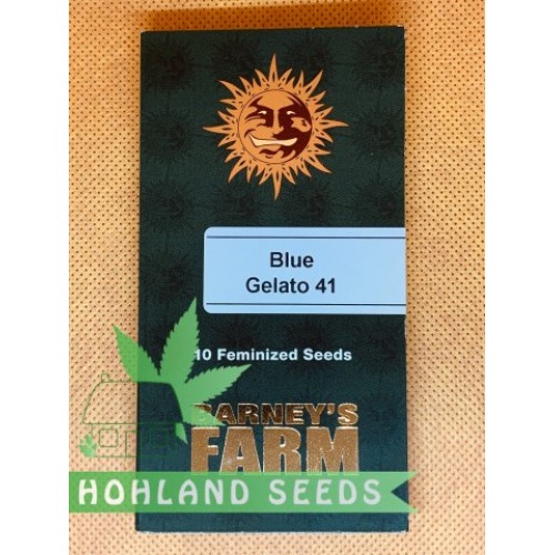 Blue Gelato 41