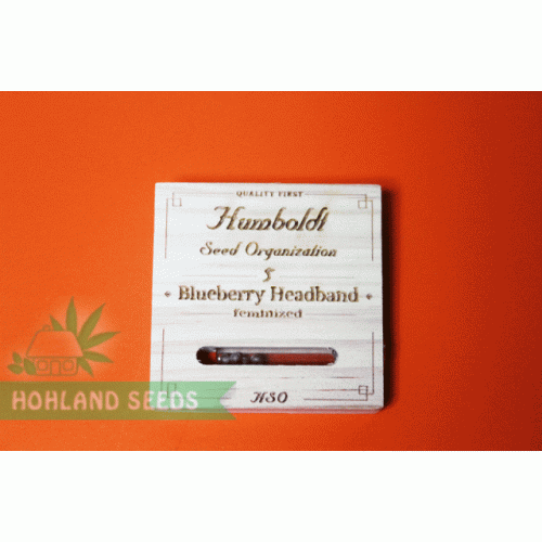 Blueberry Headband Blueberry Headband