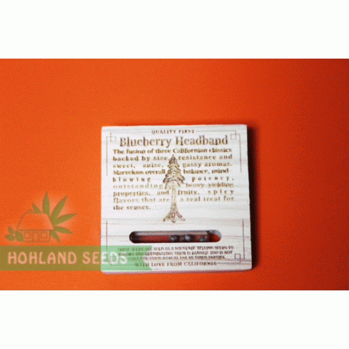 Blueberry Headband Blueberry Headband