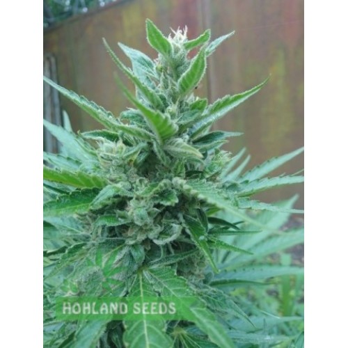 Jack 47 Auto