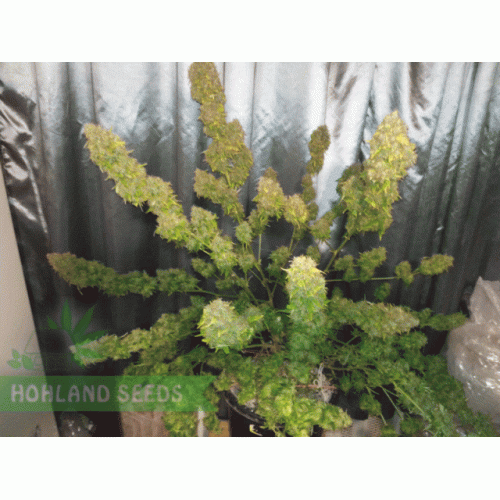 Bubba Cheese Auto Bubba Cheese Auto