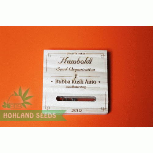 Bubba Kush Auto Bubba Kush Auto