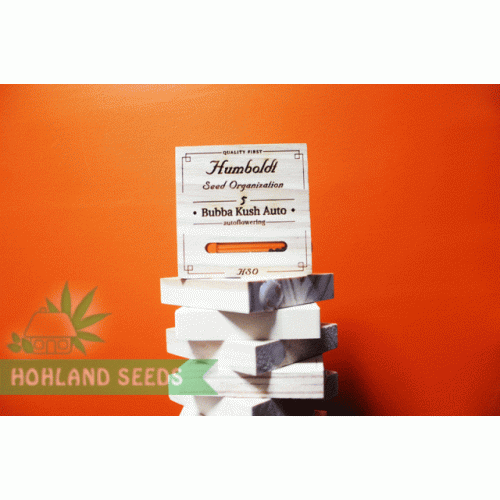 Bubba Kush Auto Bubba Kush Auto