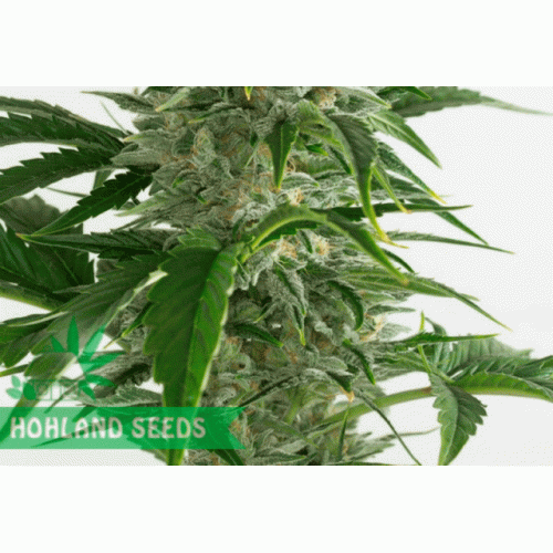 Bubba Kush Autoflowering