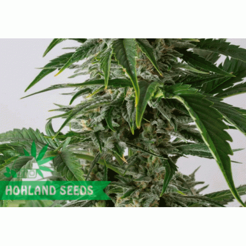 Bubba Kush Autoflowering