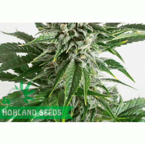 Bubba Kush Autoflowering