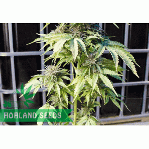 Bubba Kush Autoflowering