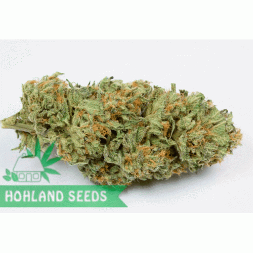 Bubba Kush Autoflowering