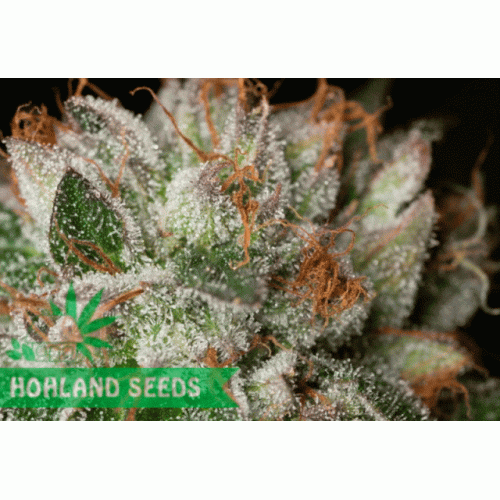 Bubba Kush Bubba Kush