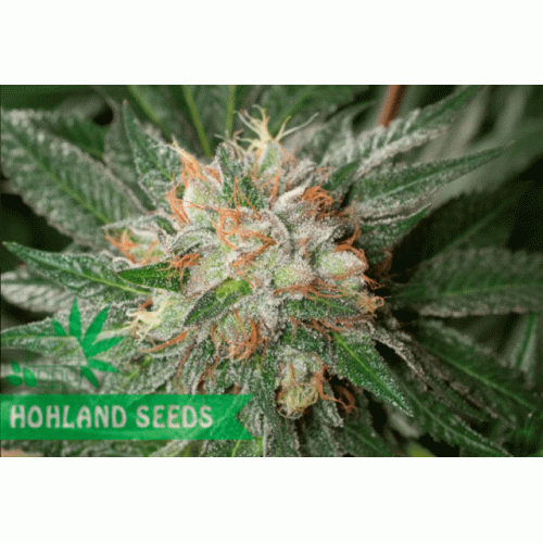 Bubba Kush Bubba Kush